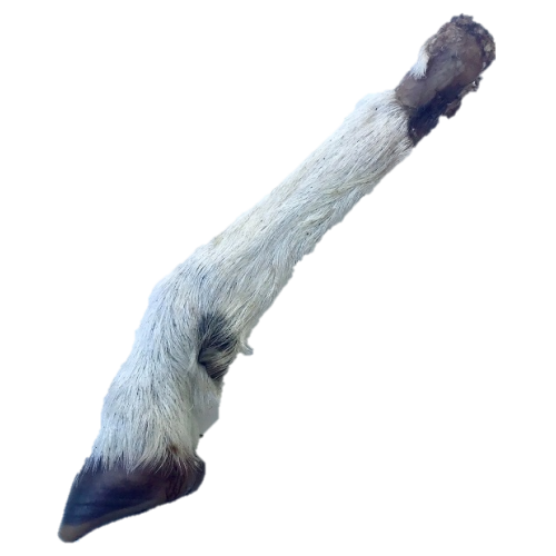 Hairy Lamb Trotter