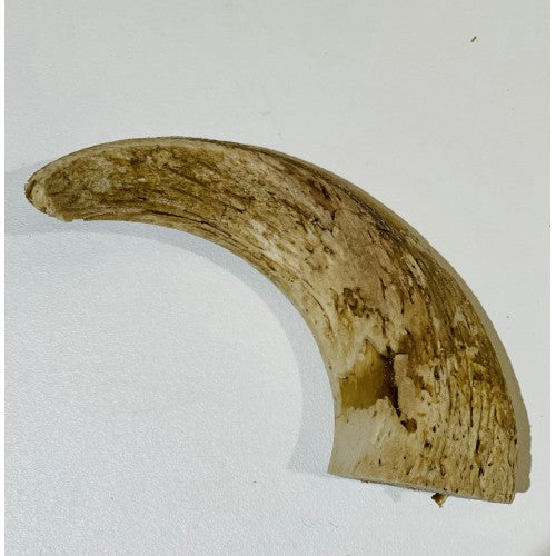 ANCO Lamb Horn Marrows