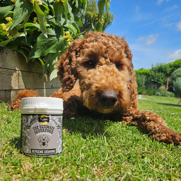 Proflax Supreme Shrooms for Dogs