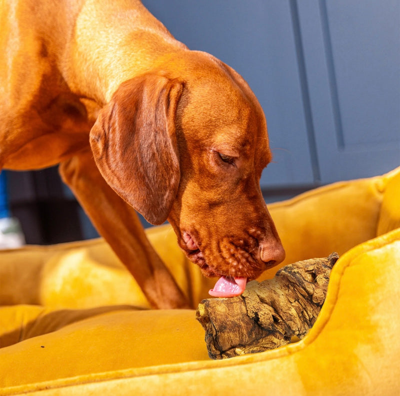 Buffalo Trachea wrapped in Lung