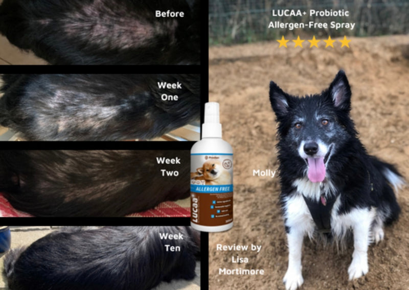 LUCAA+ Pet Probiotic Allergen-Free 300ml