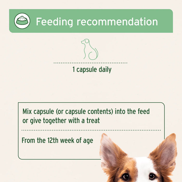 AniForte Tick Shield for Dogs - 60 Capsules Large Dogs