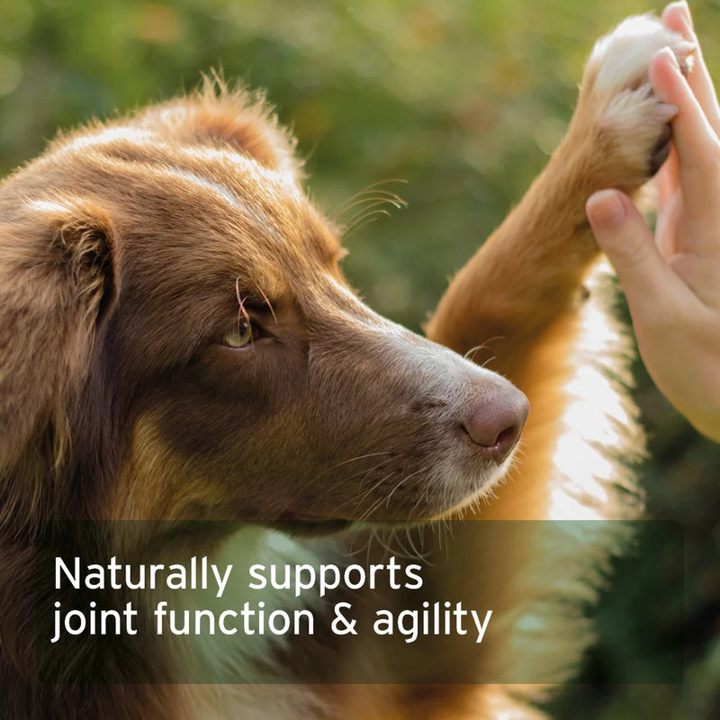 AniForte Collagen Powder for Dogs 250g