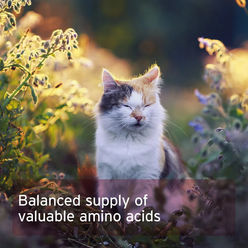 AniForte Taurine Powder for Cats 100g