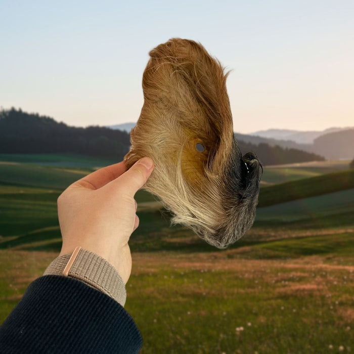 Hairy Cow Ears