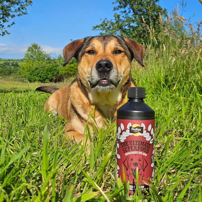 Proflax Horny Hound for Dogs 500ml
