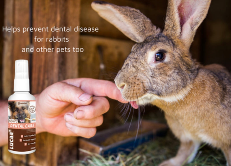 LUCAA+ Pet Probiotic Dental Care - 100ml Spray