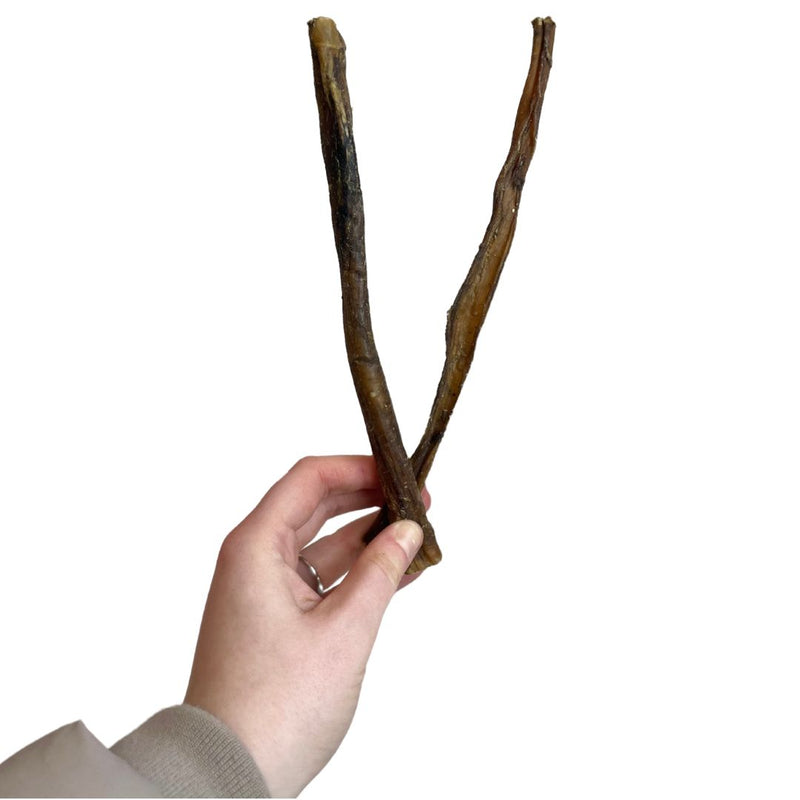 Buffalo Pizzle approx 24cm