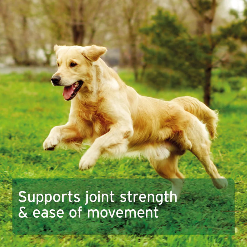 AniForte MSM Powder for Dogs & Cats 300g
