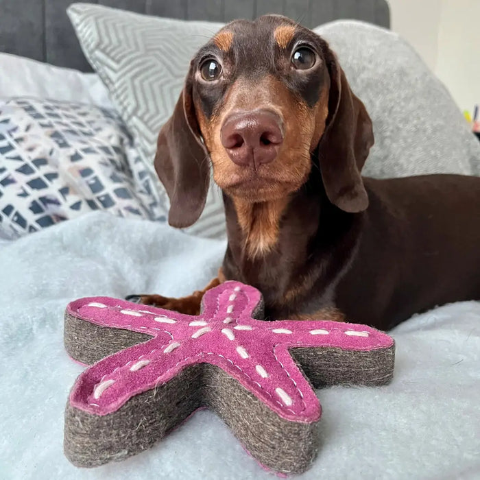 Stanley the Starfish Eco Toy