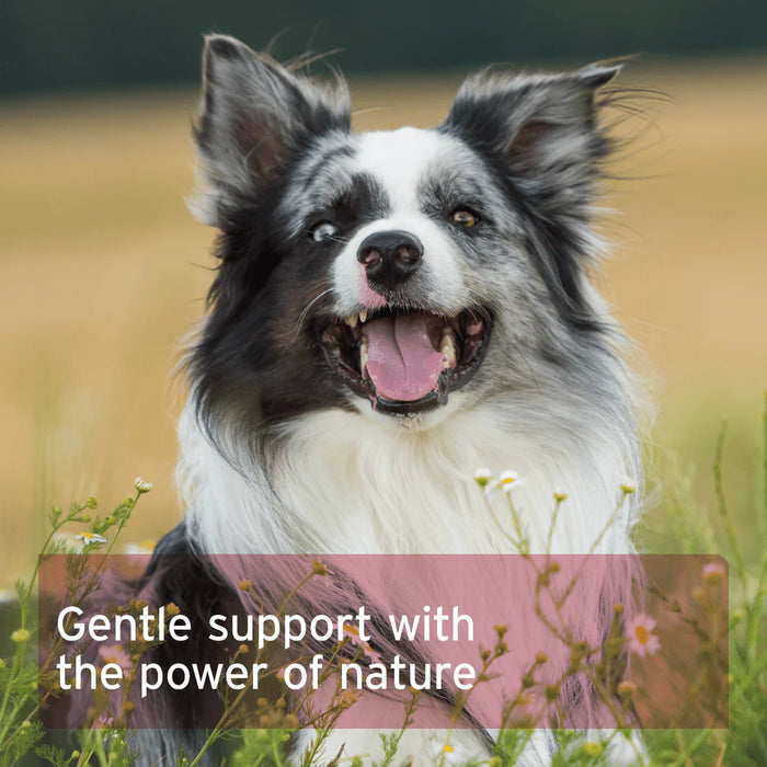 AniForte Hormone Balance
