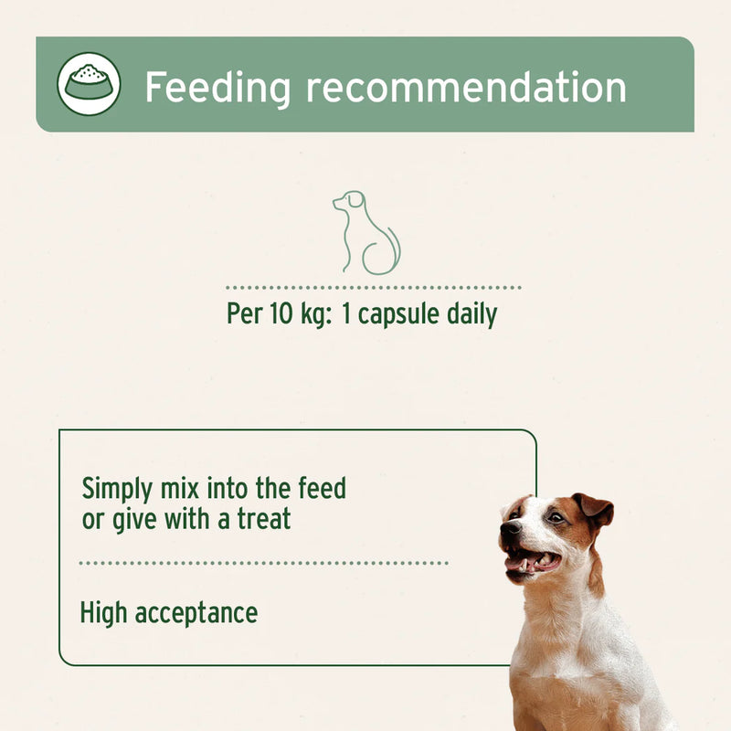 AniForte Frankincense (Boswellia) Capsules 100