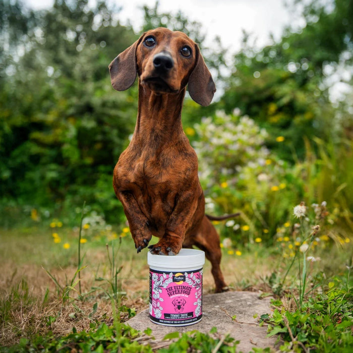 Proflax Tummy Tastic for Dogs 350g