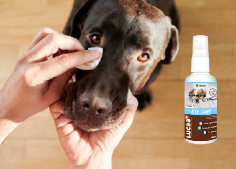 LUCAA+ Pet Probiotic Eye Care - 100ml Spray