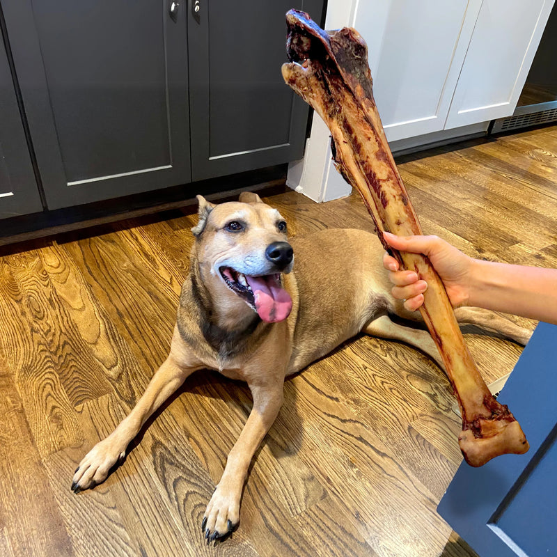 Long Ostrich Bone