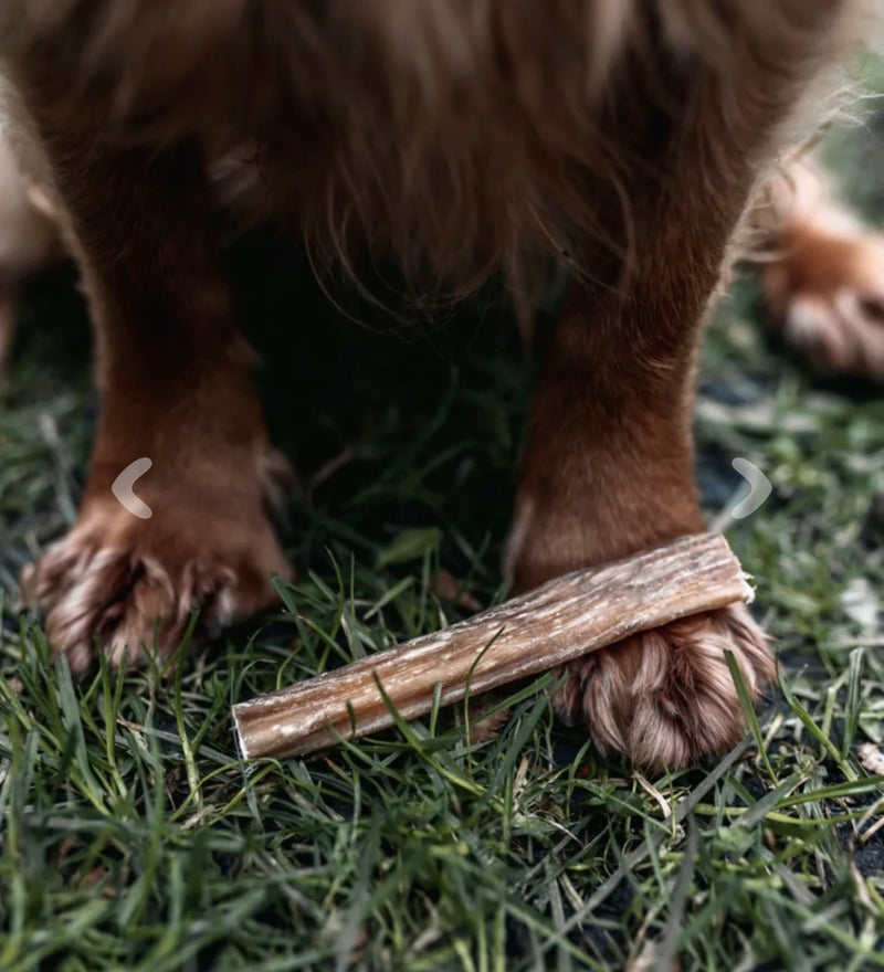 ANCO Bully Pizzle Stick