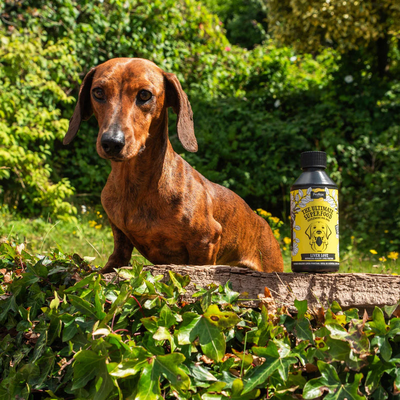 Proflax Liver Love 100ml