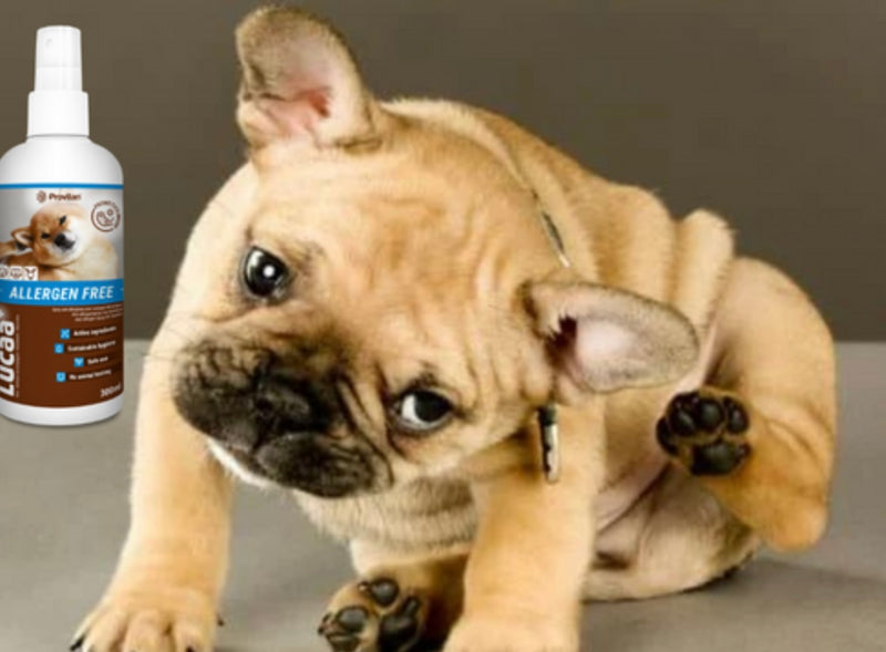 LUCAA+ Pet Probiotic Allergen-Free 300ml