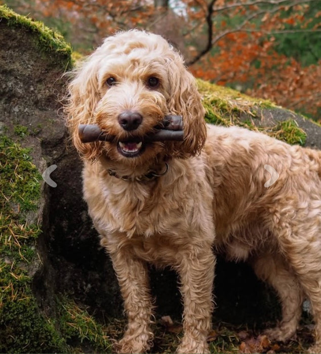 ANCO Camel Roll Medium