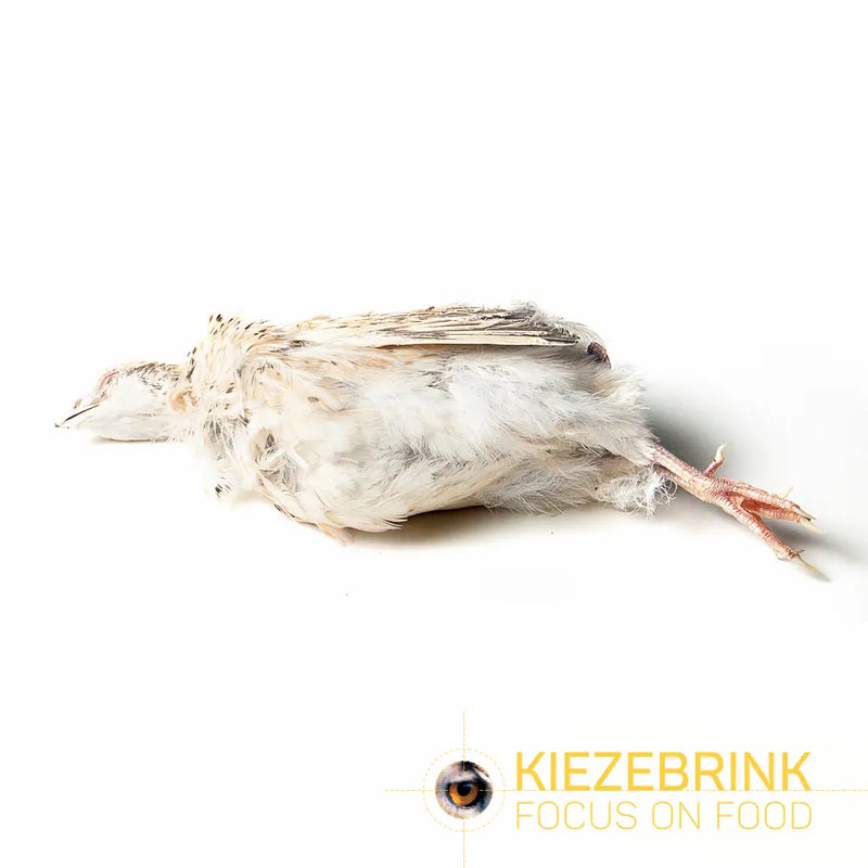 Kiezebrink Quail