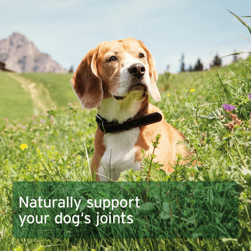 AniForte Frankincense (Boswellia) Capsules 100