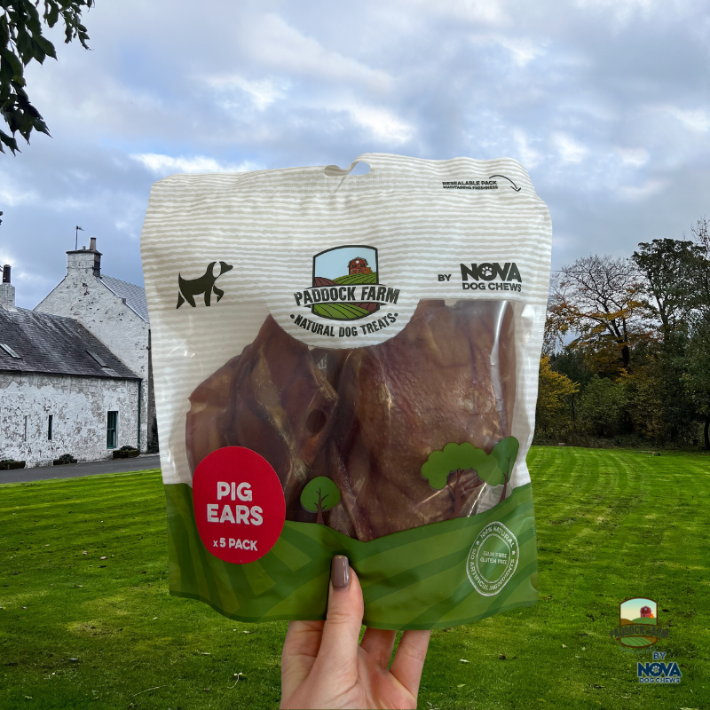 Medium Pig Ears - pack of 5