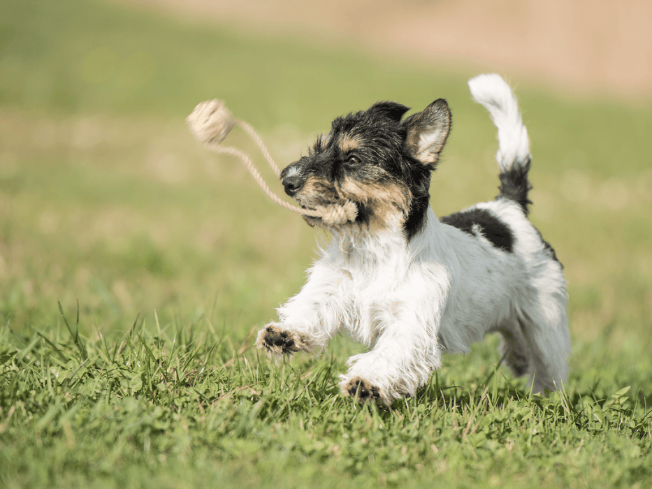 Pups First Fetch and Tug