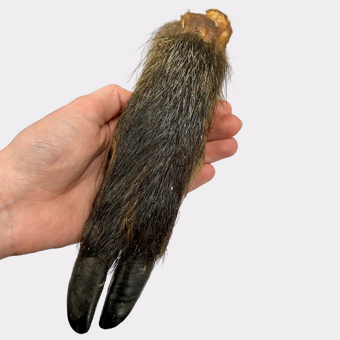 Hairy Wild Boar Legs