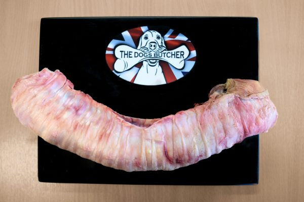 Ox Trachea