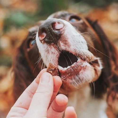 Anco Trainers Fish 70g